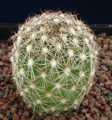 Escobaria_vivpara_v_texens